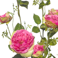 Zijde trosroos roze closeup